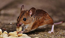 24 Hour & Emergency Exterminators in Trainer, PA